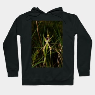 Specimen Spider Orchid Hoodie